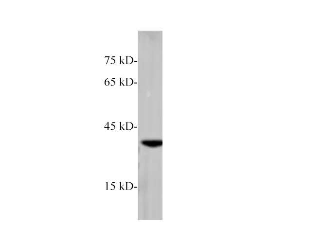RAB42 Polyclonal Antibody - image 1