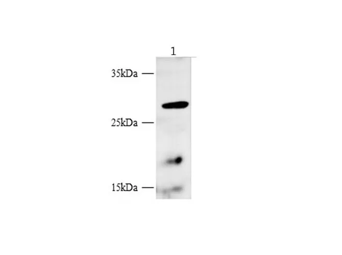 BBC3 Polyclonal Antibody - image 1