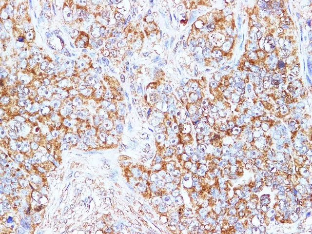 BBC3 Polyclonal Antibody - image 2