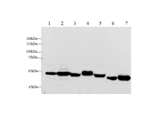 ANG2 Polyclonal Antibody - image 1