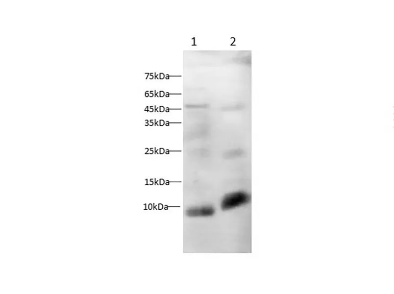 Osteocalcin Polyclonal antibody - image 1