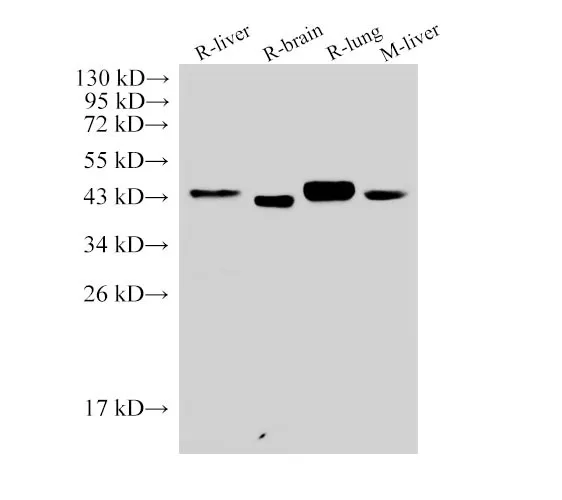 CD38 Polyclonal Antibody - image 1