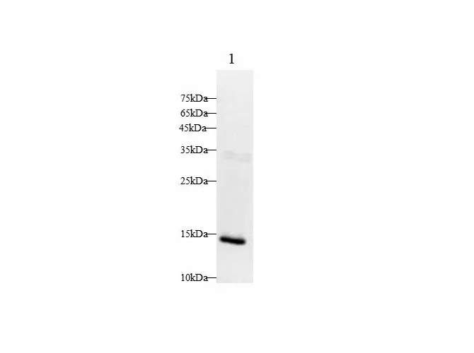 INS Polyclonal Antibody - image 1