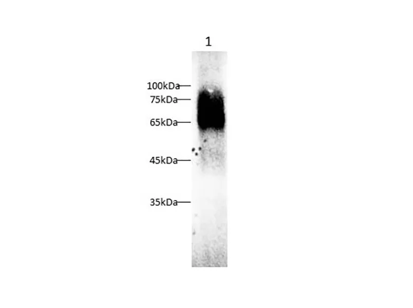 PSAP Polyclonal Antibody - image 1
