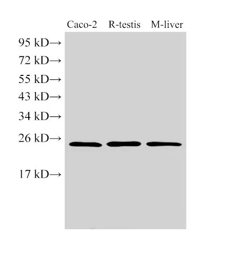 GSTA1 Polyclonal Antibody - image 1