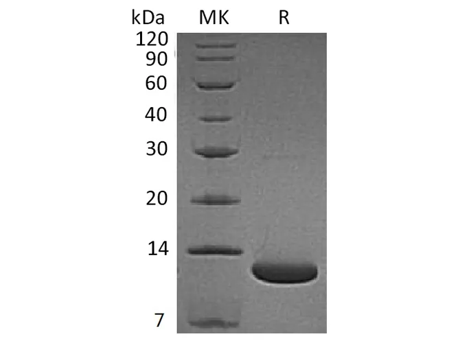 Recombinant Human Complement C5a Protein - image 2