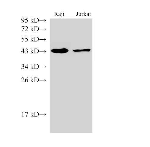 CD38 Polyclonal Antibody - image 1