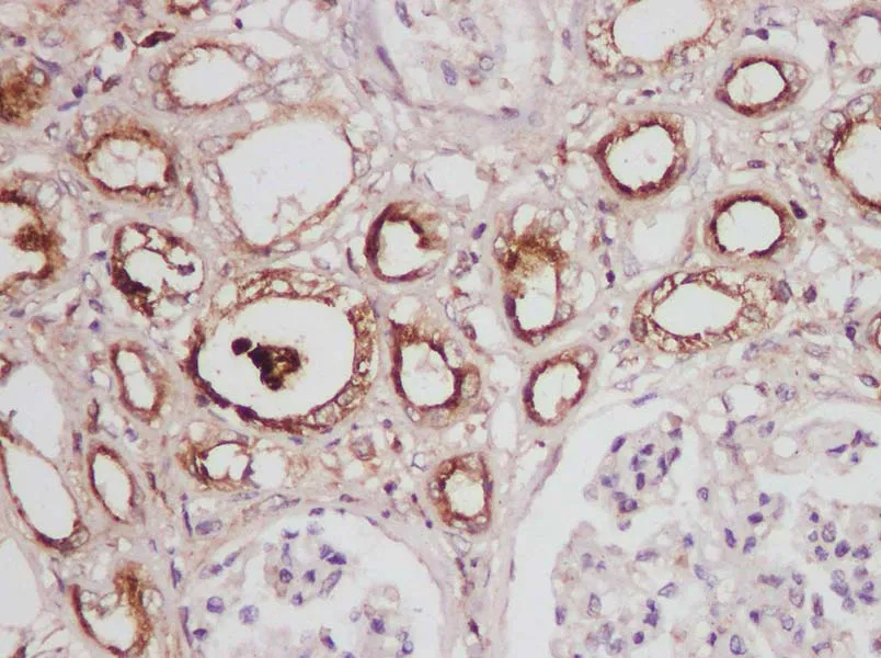 OPN Polyclonal Antibody - image 2