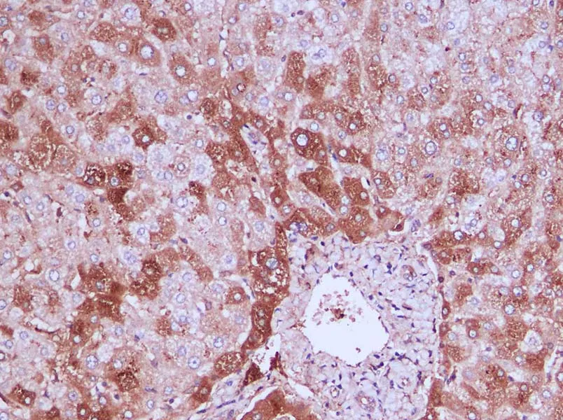 OPN Polyclonal Antibody - image 3