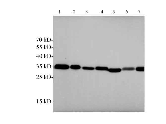 ANXA5 Polyclonal Antibody - image 2