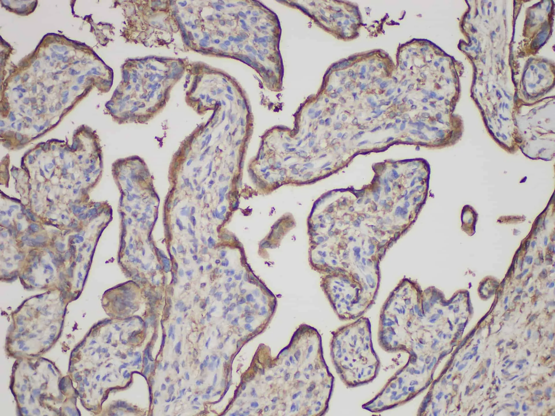 ANXA5 Polyclonal Antibody - image 3