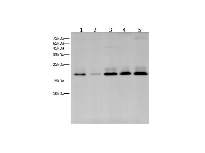 NRAS Polyclonal Antibody - image 1