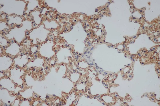 CD244 Polyclonal Antibody - image 1