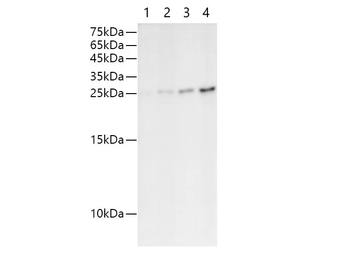 Sumo-Tag Polyclonal Antibody - image 1