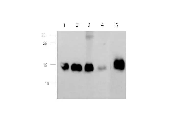 CST3 Polyclonal Antibody - image 1
