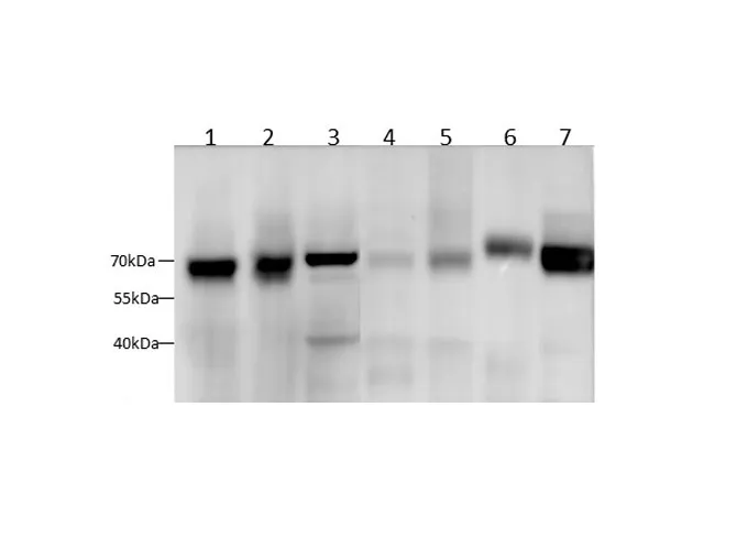 SDHA Polyclonal Antibody - image 1