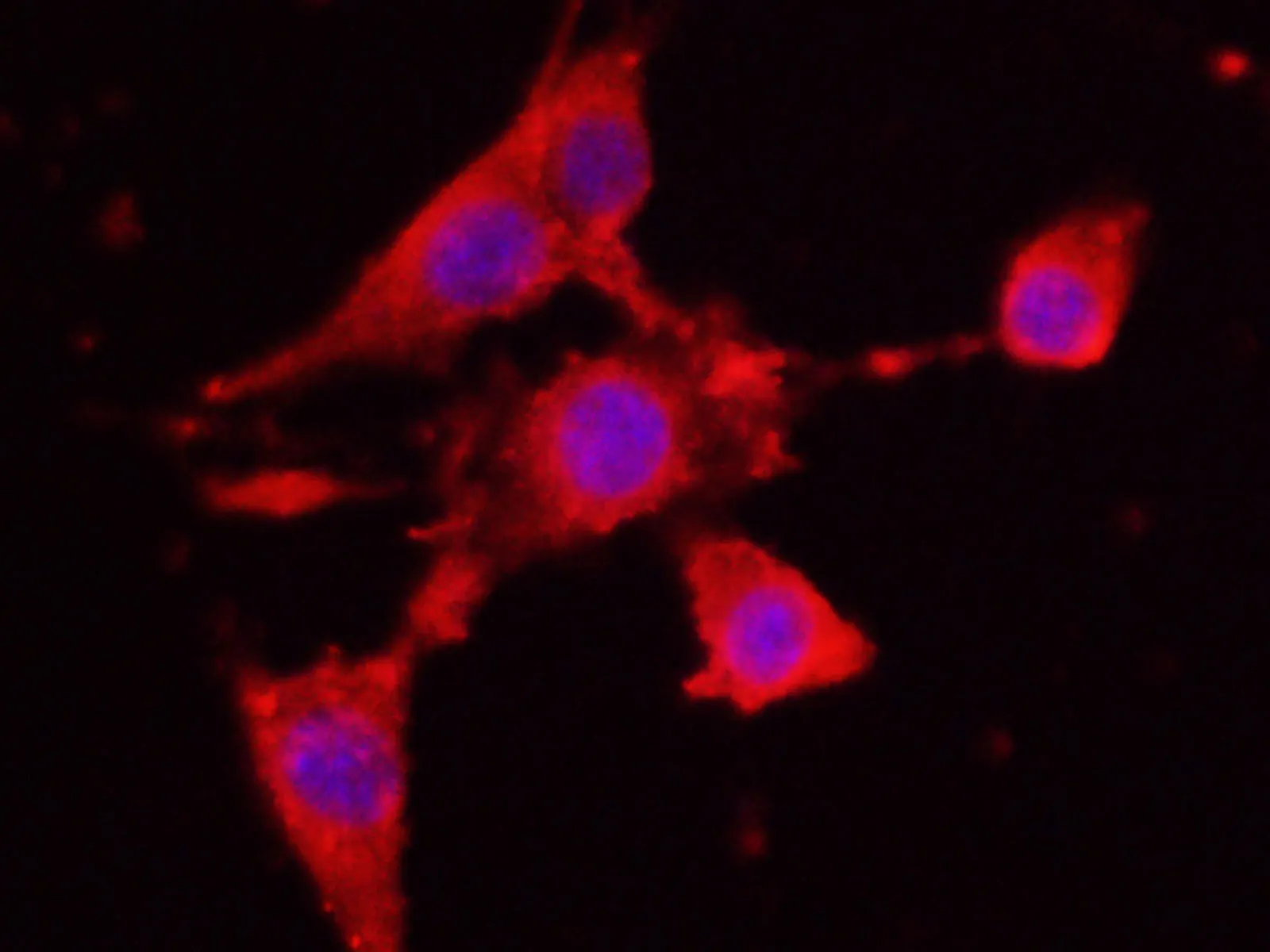 CASP4 Polyclonal Antibody - image 3