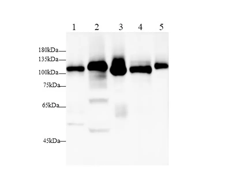 DPP4/CD26 Polyclonal antibody - image 1