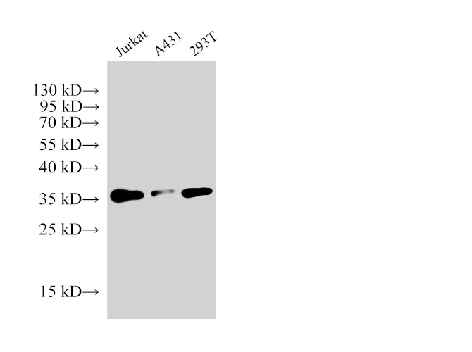 PCNA Polyclonal Antibody - image 1