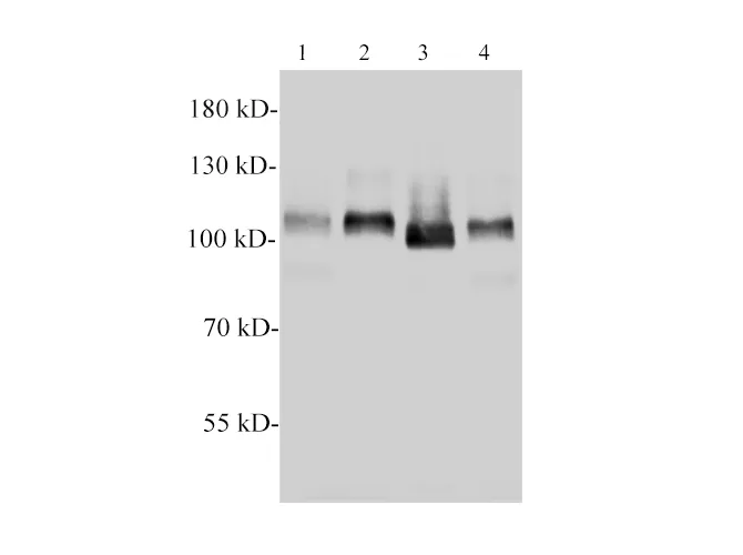 MCM3 Polyclonal Antibody - image 2