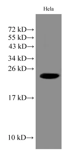 IMP3 Polyclonal Antibody - image 1