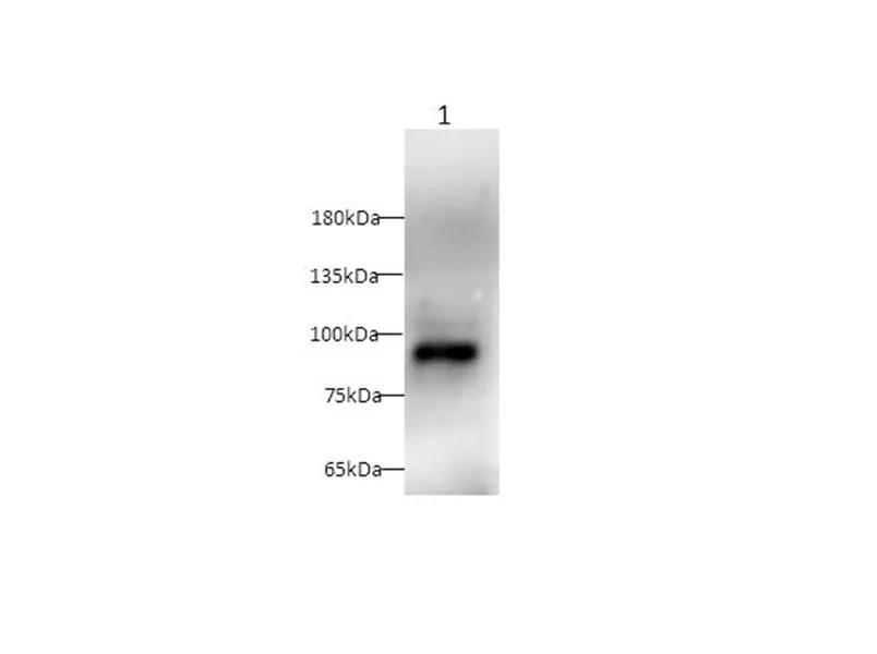 CD105 Polyclonal Antibody - image 1