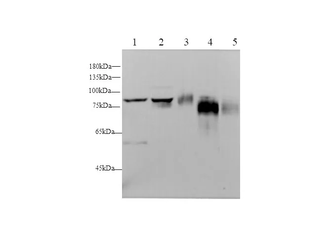 CD44 Polyclonal Antibody - image 1