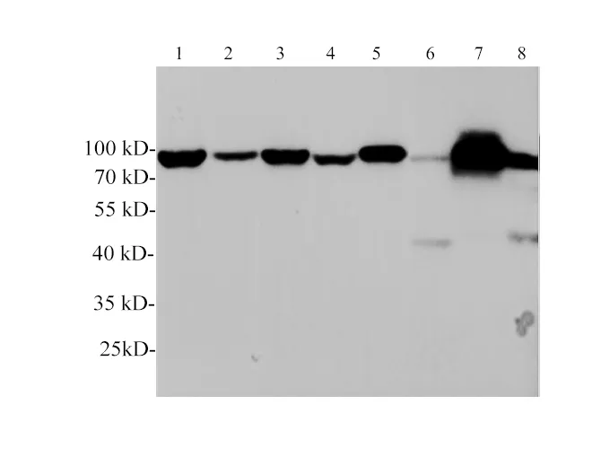 GRP78 Polyclonal Antibody - image 1