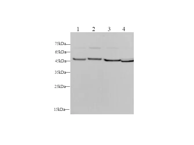 ENO2 Polyclonal Antibody - image 1
