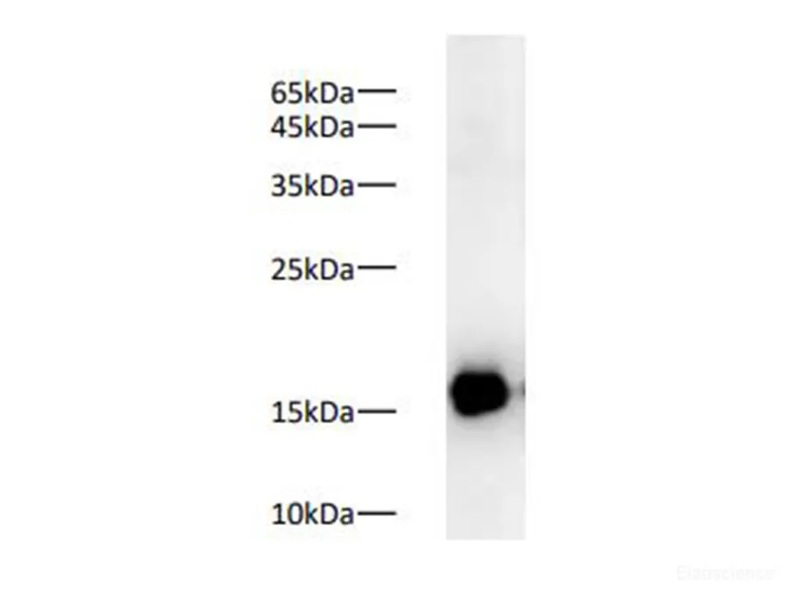 COX4 Polyclonal Antibody - image 1