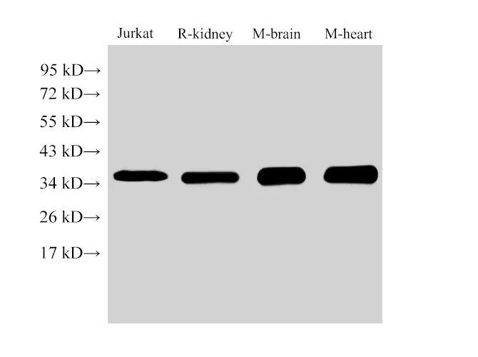 LDHB Polyclonal Antibody - image 1