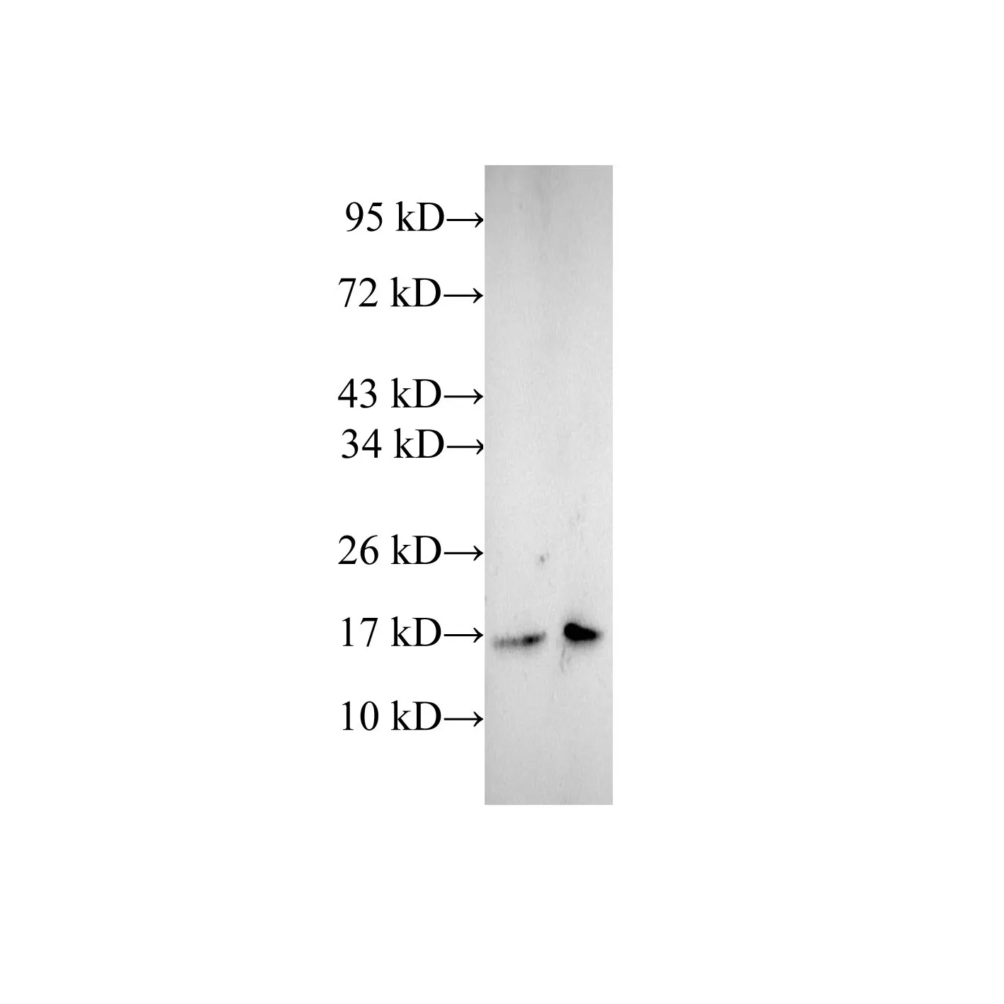 CFL1 Polyclonal Antibody - image 1
