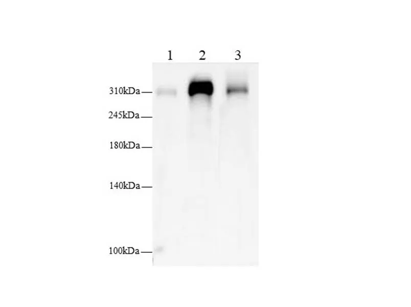 FLNC Polyclonal Antibody - image 1