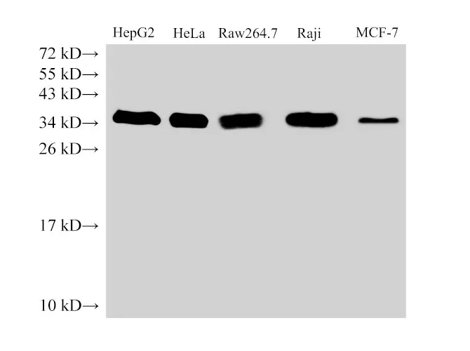 PCNA Polyclonal Antibody - image 1