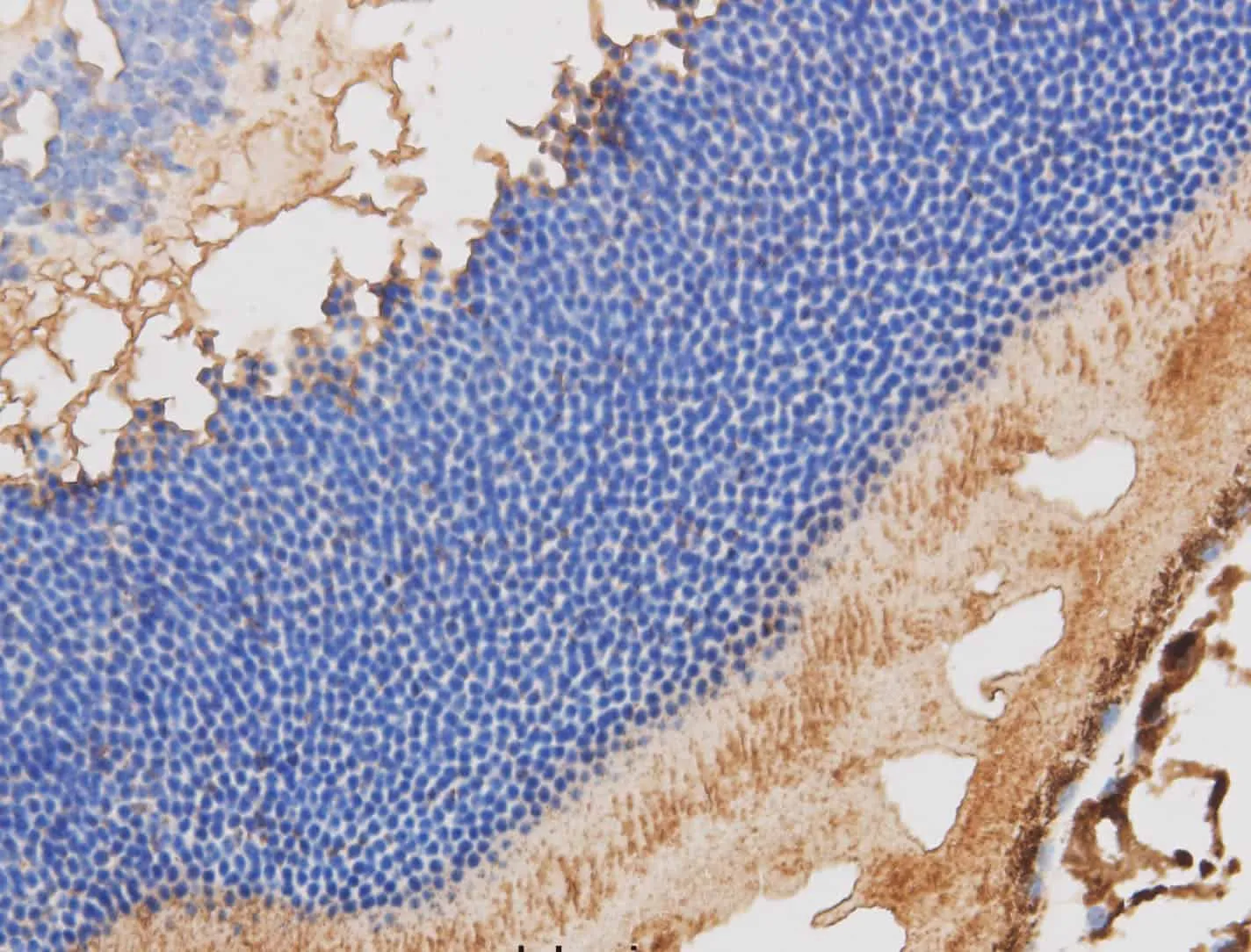 RBP3 Polyclonal Antibody - image 1