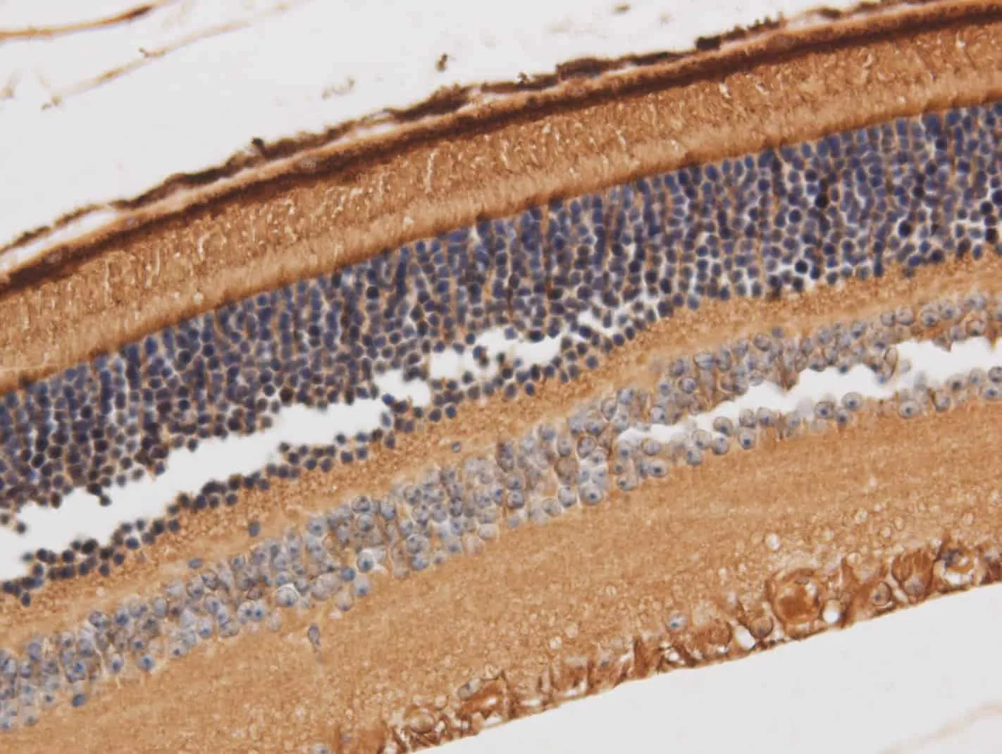RBP3 Polyclonal Antibody - image 2