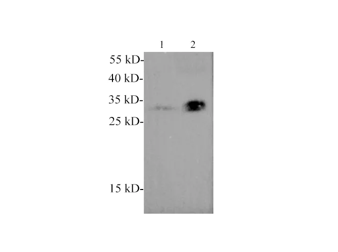 Adiponectin Polyclonal Antibody - image 1