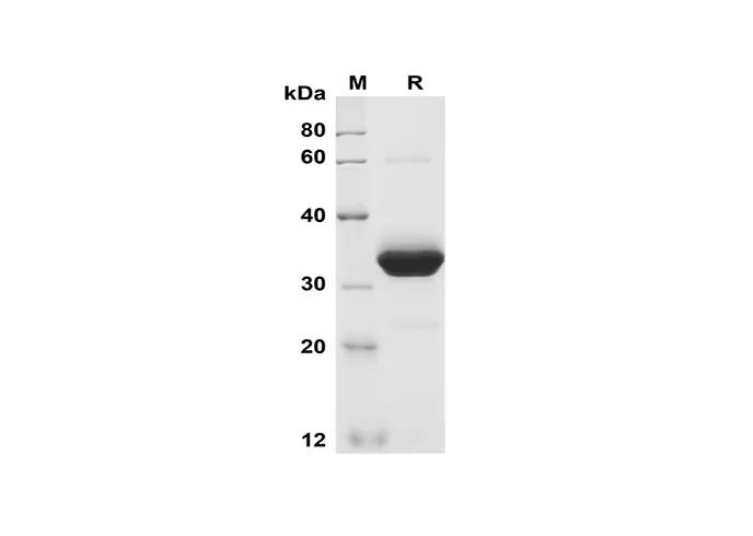 Recombinant Mouse Cripto-1 Protein (Fc Tag) - image 2