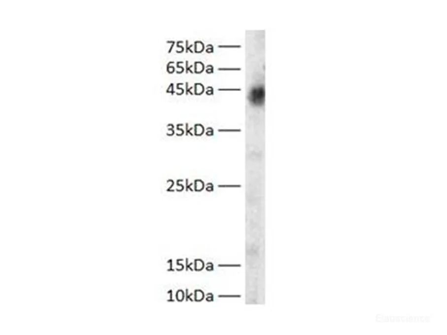 GOT1 Polyclonal Antibody - image 1