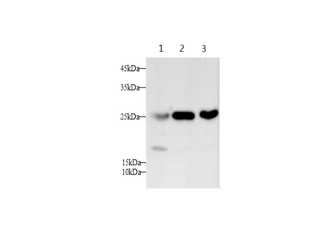 SNP23 Polyclonal Antibody - image 1