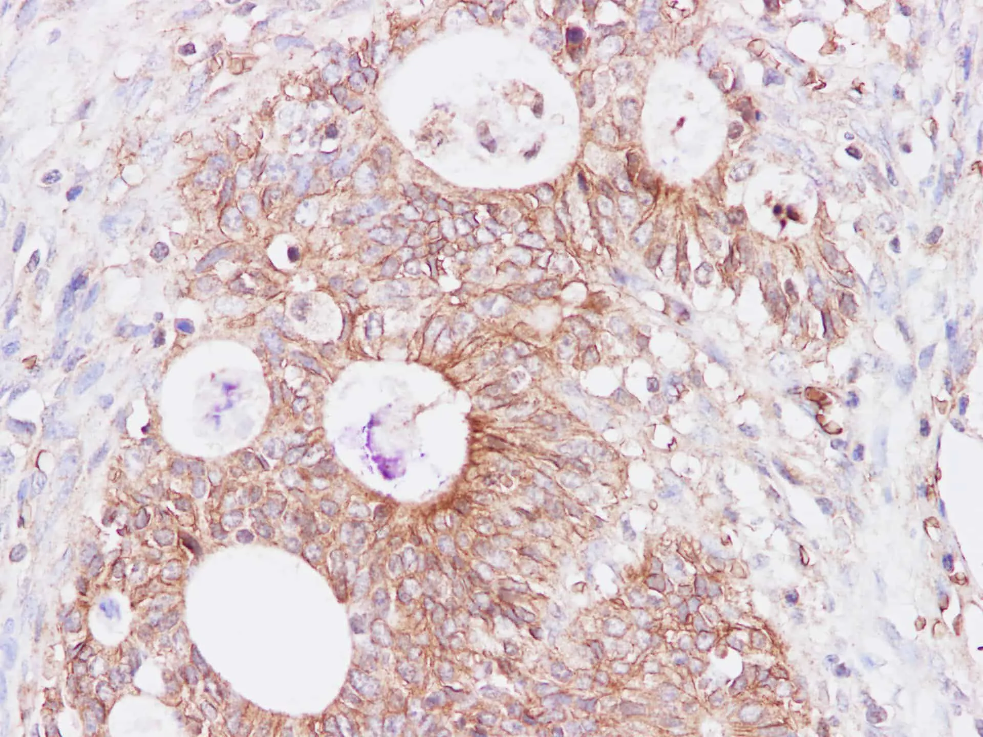 SNP23 Polyclonal Antibody - image 2