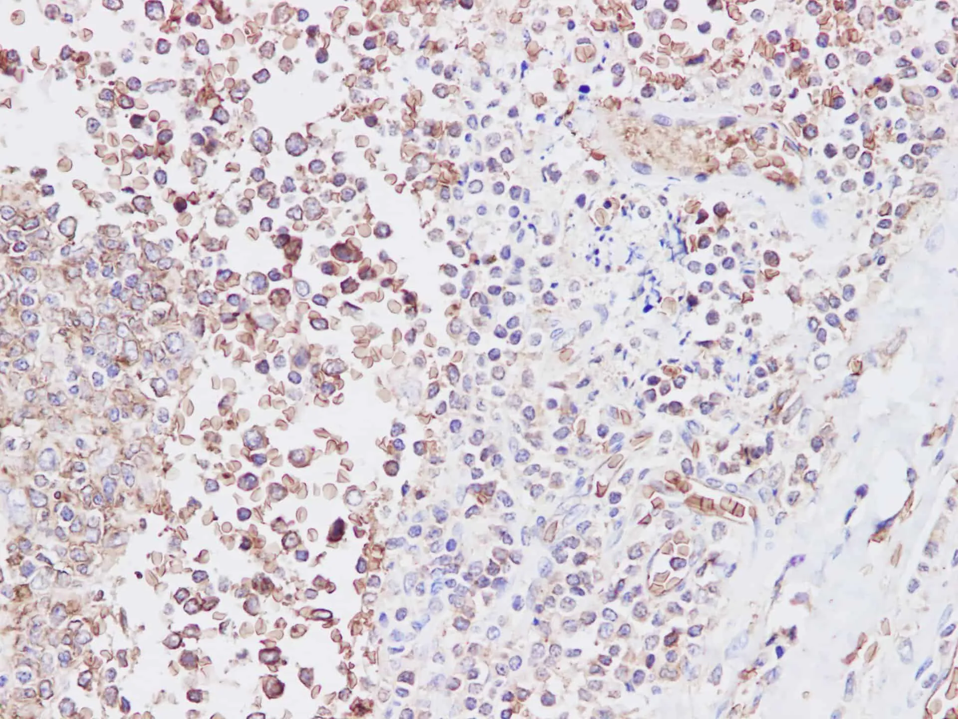 SNP23 Polyclonal Antibody - image 3