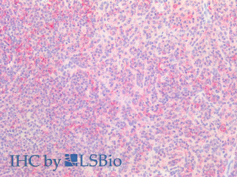 SNP23 Polyclonal Antibody - image 4