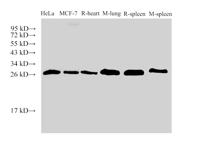Galectin 3 Polyclonal Antibody - image 1