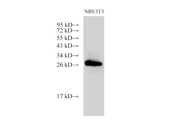 Galectin 3 Polyclonal Antibody - image 2