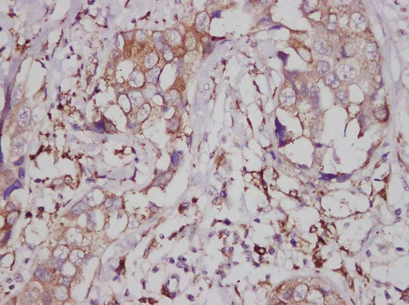 CD74 Polyclonal Antibody - image 3