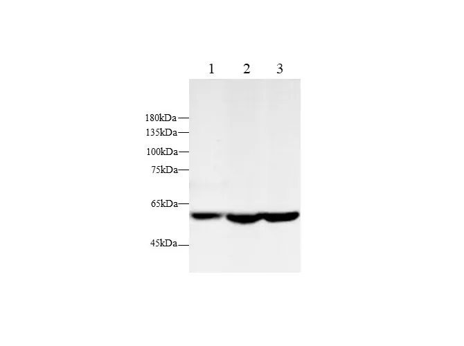 AMPK alpha2 Polyclonal Antibody - image 1