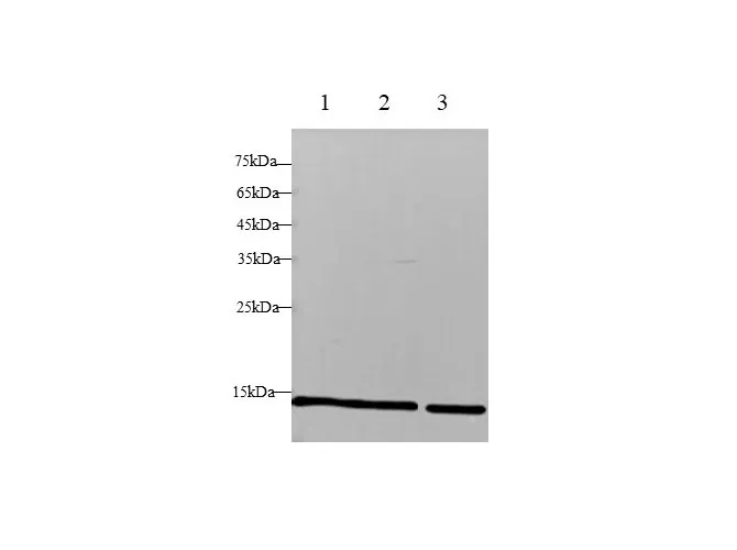 B2M Polyclonal Antibody - image 1