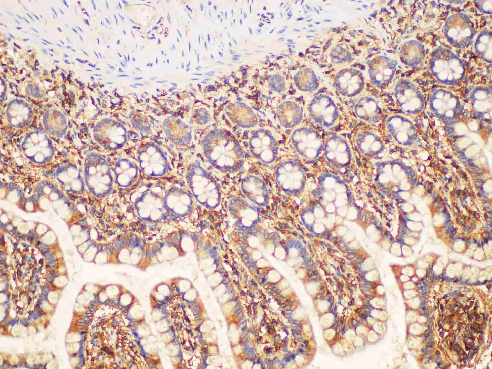 B2M Polyclonal Antibody - image 2