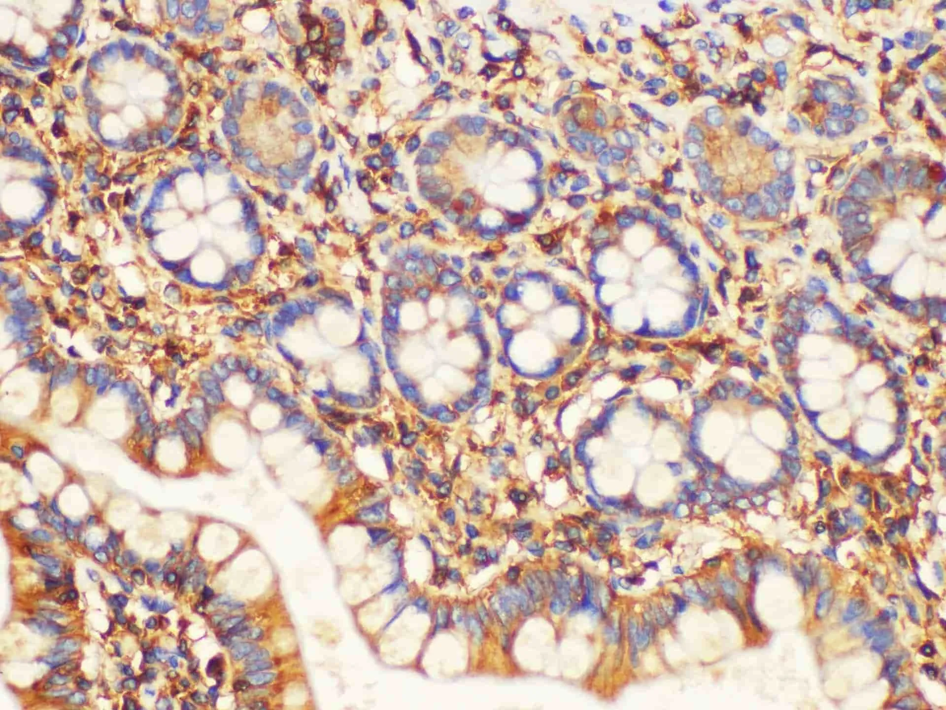 B2M Polyclonal Antibody - image 3